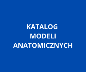 Katalog modeli anatomicznych CSM